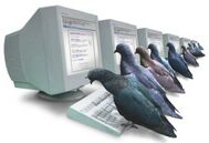 A Google Pigeon Cluster